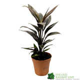 Cordyline Fruticosa 'Tango' Houseplant 13cm Pot - Old Railway Line Garden Centre