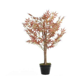 Decoris Silk Maple Tree - Old Railway Line Garden Centre