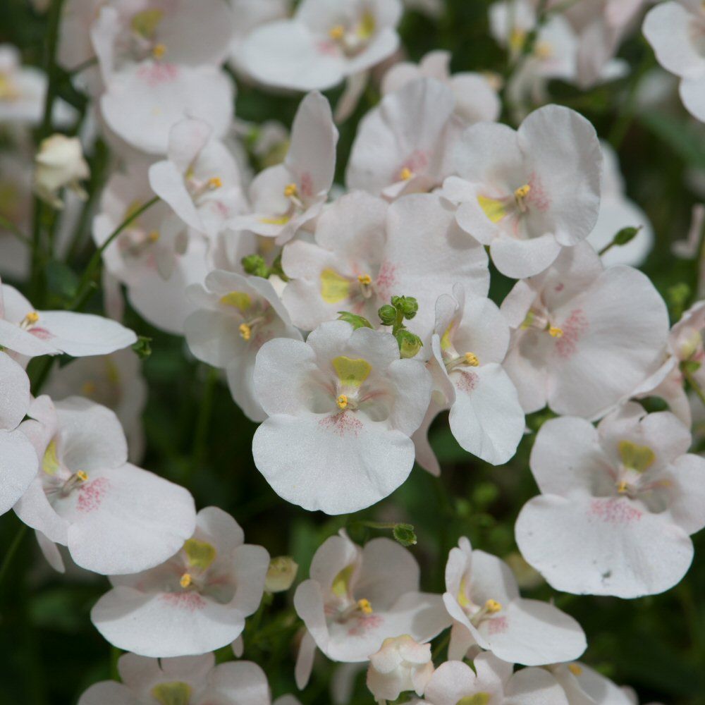 Diascia Diamond White Blush Bedding Plug Plant