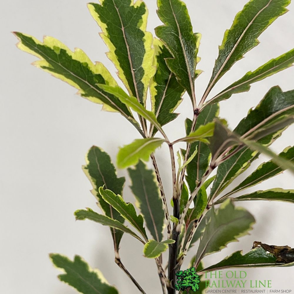 Dizygotheca elegantissima 'Bianca' Mini Houseplant 5.5cm Pot (NL) - Old Railway Line Garden Centre