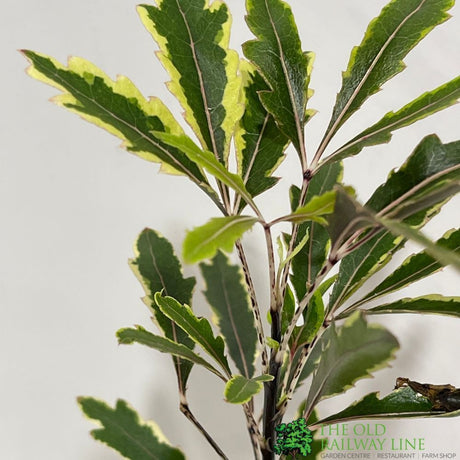 Dizygotheca elegantissima 'Bianca' Mini Houseplant 5.5cm Pot (NL) - Old Railway Line Garden Centre