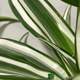 Dracaena Mixed Houseplant 17cm Pot - Old Railway Line Garden Centre