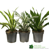 Dracaena Mixed Houseplant 17cm Pot - Old Railway Line Garden Centre