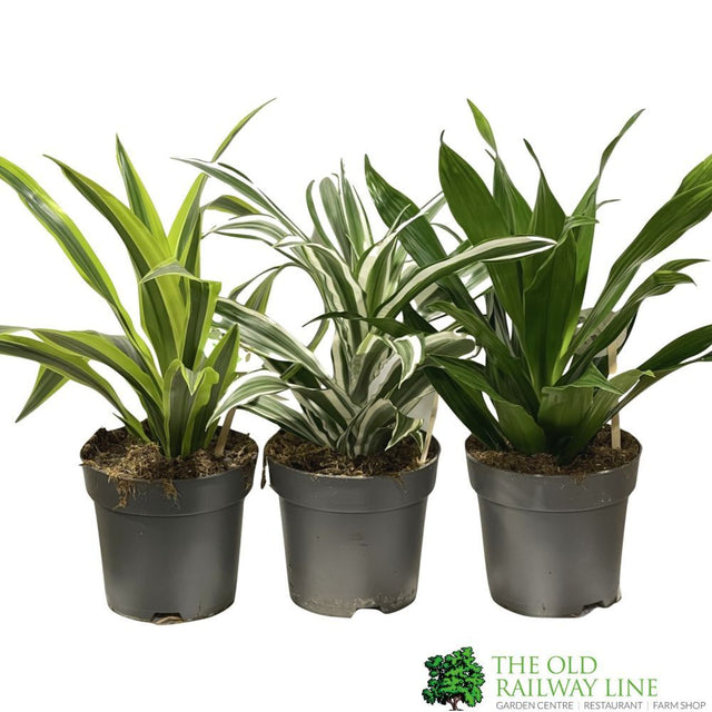 Dracaena Mixed Houseplant 17cm Pot - Old Railway Line Garden Centre