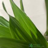 Dracaena Mixed Houseplant 17cm Pot - Old Railway Line Garden Centre