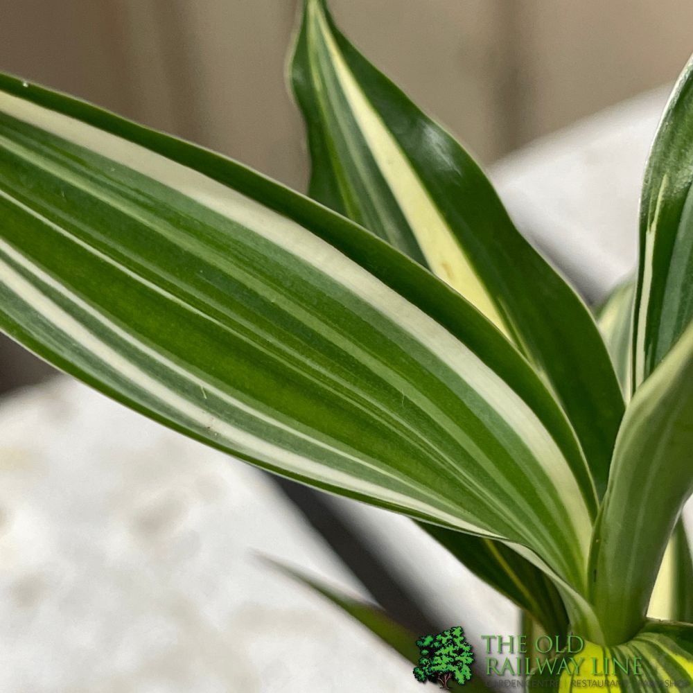 Dracaena Mixed Mini Houseplant 5.5cm Pot (NL) - Old Railway Line Garden Centre