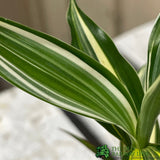Dracaena Mixed Mini Houseplant 5.5cm Pot (NL) - Old Railway Line Garden Centre
