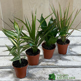 Dracaena Mixed Mini Houseplant 5.5cm Pot (NL) - Old Railway Line Garden Centre