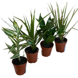 Dracaena Mixed Mini Houseplant 5.5cm Pot (NL) - Old Railway Line Garden Centre