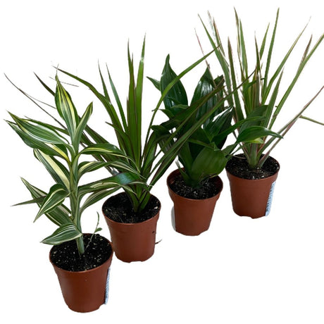 Dracaena Mixed Mini Houseplant 5.5cm Pot (NL) - Old Railway Line Garden Centre
