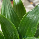 Dracaena Mixed Mini Houseplant 5.5cm Pot (NL) - Old Railway Line Garden Centre