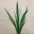 Dried Feather Grass Green 100cm - Old Railway Line Garden Centre