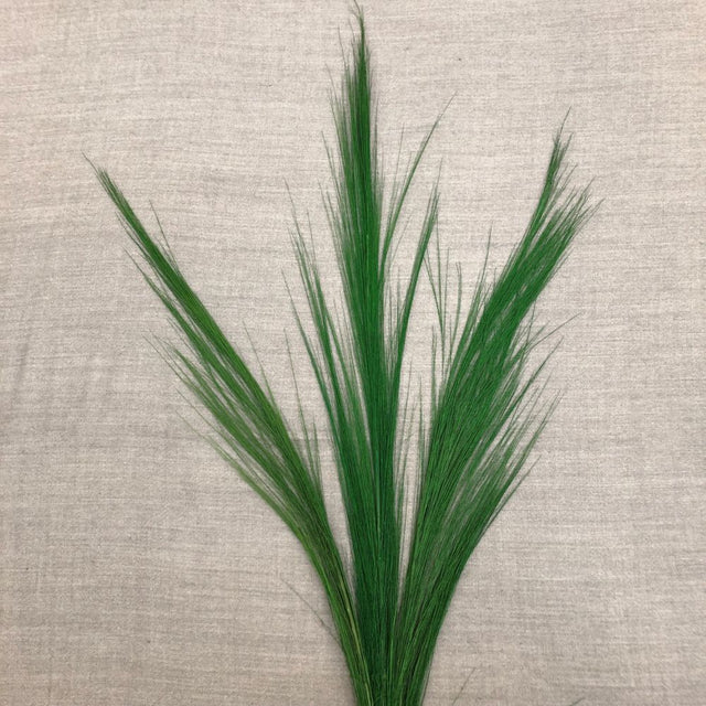 Dried Feather Grass Green 100cm - Old Railway Line Garden Centre