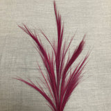 Dried Feather Grass Pink 100cm - Old Railway Line Garden Centre