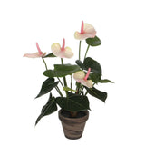 Edelman 40cm Light Pink Artificial Anthurium with Pot - Old Railway Line Garden Centre