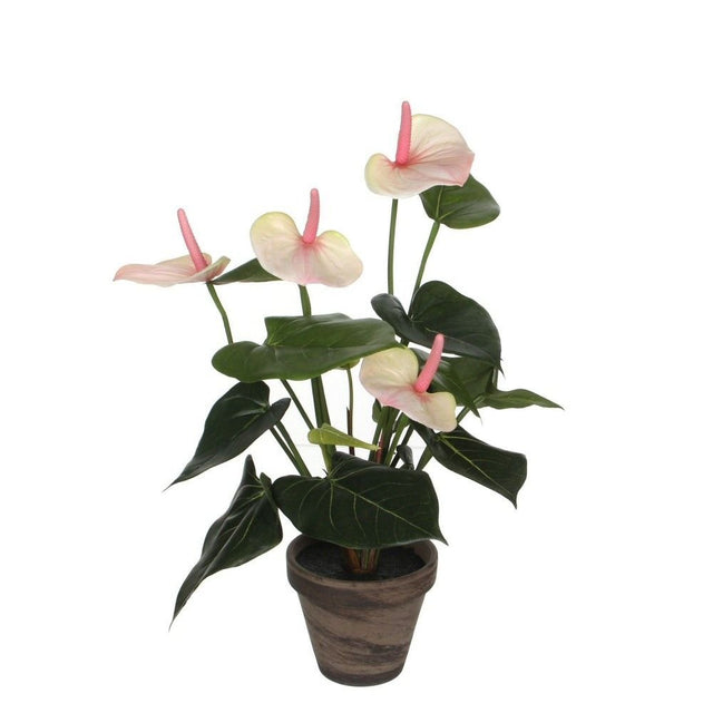 Edelman 40cm Light Pink Artificial Anthurium with Pot - Old Railway Line Garden Centre