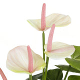 Edelman 40cm Light Pink Artificial Anthurium with Pot - Old Railway Line Garden Centre