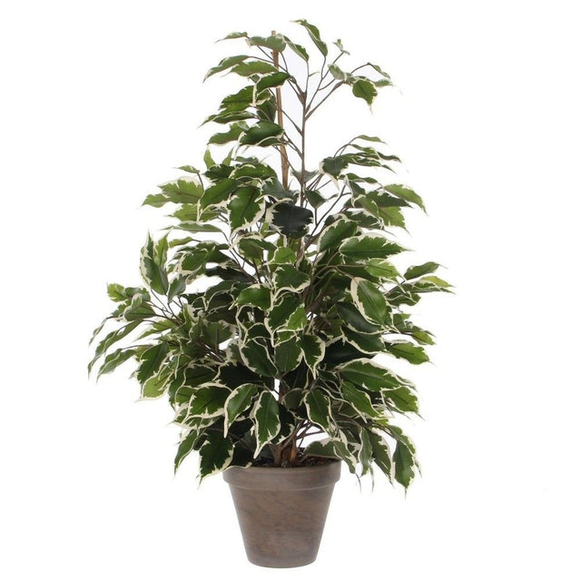 Edelman 60cm Green Artificial Ficus Exotica Plant with Pot - Old Railway Line Garden Centre
