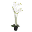 Edelman 90cm White Artificial Orchid with a Pot - Old Railway Line Garden Centre