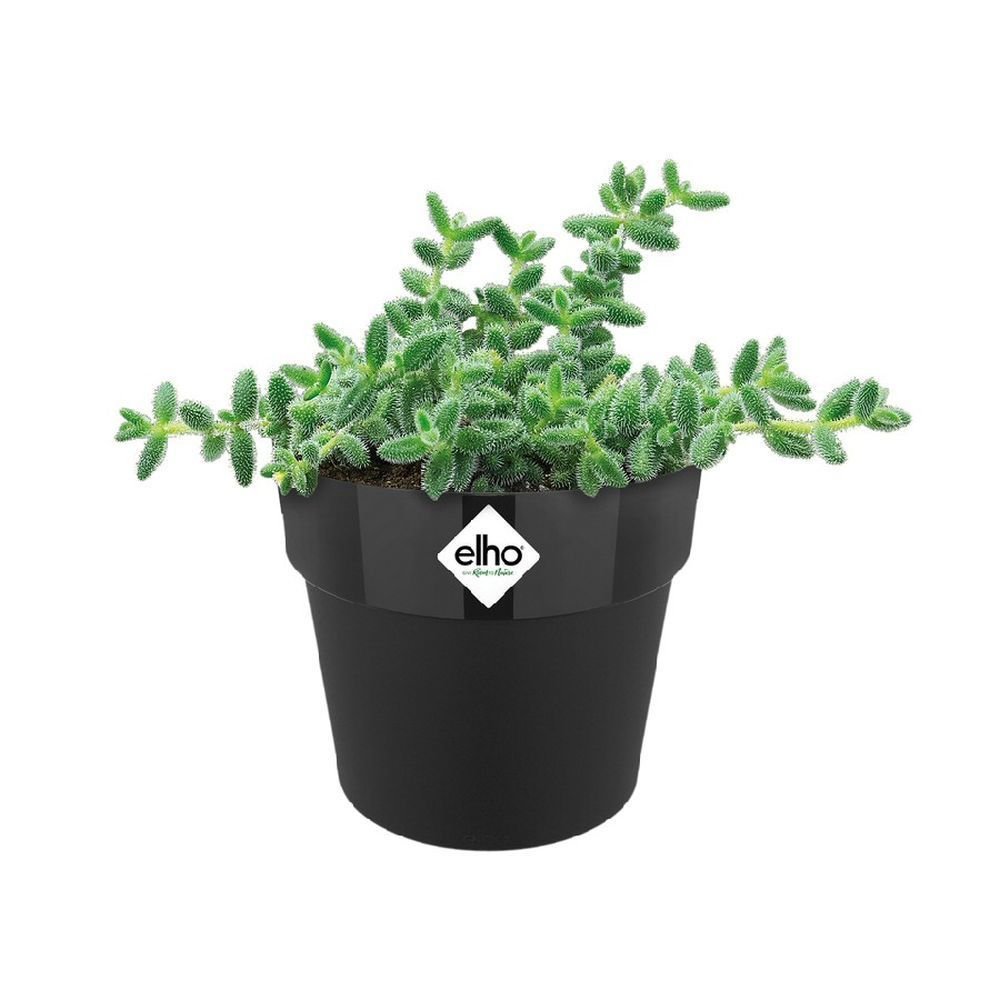 Elho 11cm Black B.For Original Round Mini Pot - Old Railway Line Garden Centre