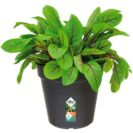 Elho 13cm Living Black Green Basics Growpot - Old Railway Line Garden Centre