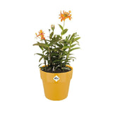 Elho 16cm Ochre B.For Original Round Pot - Old Railway Line Garden Centre