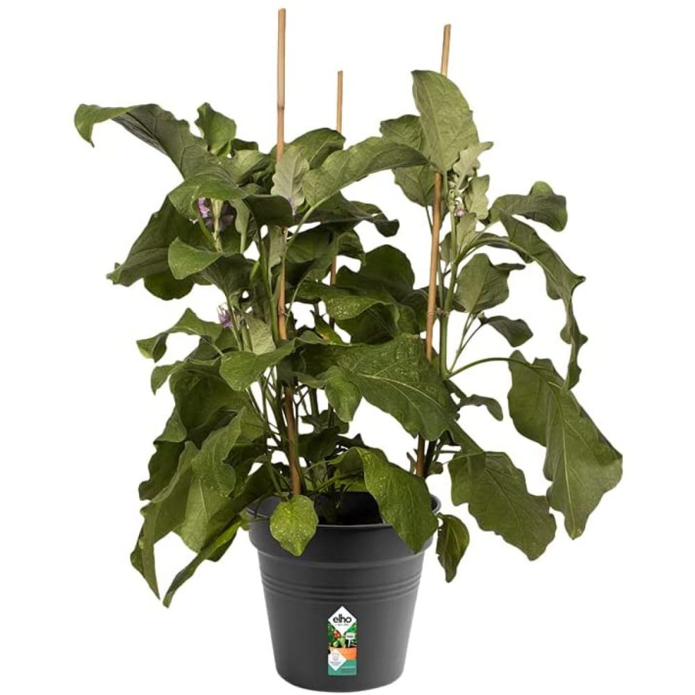 Elho 21cm Living Black Green Basics Growpot - Old Railway Line Garden Centre