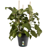 Elho 21cm Living Black Green Basics Growpot - Old Railway Line Garden Centre