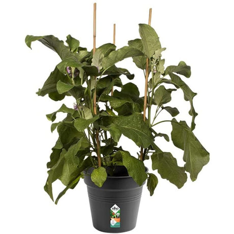 Elho 21cm Living Black Green Basics Growpot - Old Railway Line Garden Centre