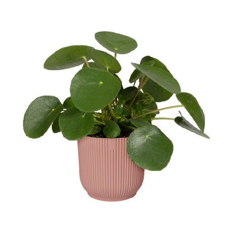 Elho 25cm Delicate Pink Vibes Fold Round Pot - Old Railway Line Garden Centre