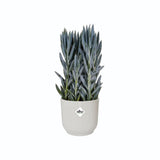 Elho 25cm Silky White Vibes Fold Round Pot - Old Railway Line Garden Centre