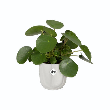 Elho 25cm Silky White Vibes Fold Round Pot - Old Railway Line Garden Centre
