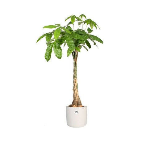 Elho 25cm White B.For Soft Round Pot - Old Railway Line Garden Centre