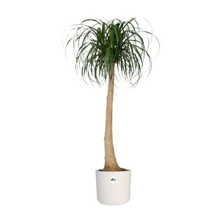 Elho 25cm White B.For Soft Round Pot - Old Railway Line Garden Centre
