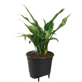 Elho 28cm Black Self Watering Insert - Old Railway Line Garden Centre