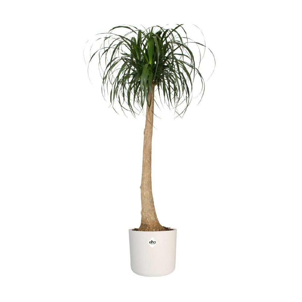 Elho 30cm White B. For Soft Round Pot - Old Railway Line Garden Centre