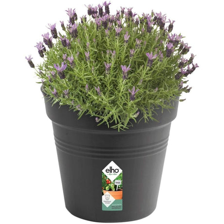 Elho 35cm Living Black Green Basics Growpot - Old Railway Line Garden Centre