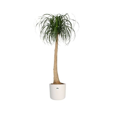 Elho 35cm White B. For Soft Round Pot - Old Railway Line Garden Centre