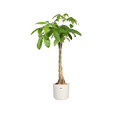 Elho 35cm White B. For Soft Round Pot - Old Railway Line Garden Centre
