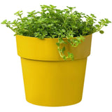 Elho Ochre B.For Original Round Mini Pot - Old Railway Line Garden Centre