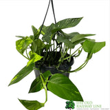 Epipremnum Aureum Golden Pothos Hanging Houseplant 15cm Pot - Old Railway Line Garden Centre