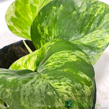 Epipremnum 'Marble Queen' Pothos Trailing houseplant 15cm Pot - Old Railway Line Garden Centre