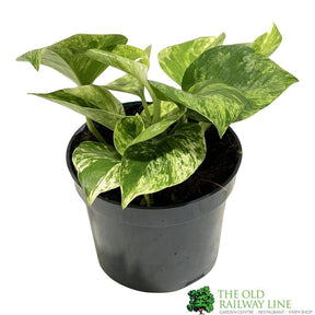 Epipremnum 'Marble Queen' Pothos Trailing houseplant 15cm Pot - Old Railway Line Garden Centre