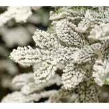 Everlands 2.4m (8ft) Snowy Alpine Fir Artificial Christmas Tree