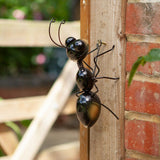 Flamboya 14cm Medium Ant Metal Wall Hanger - Old Railway Line Garden Centre