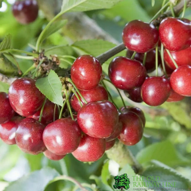Cherry Tree 'Celeste' Fruit Tree 11.5Ltr Pot