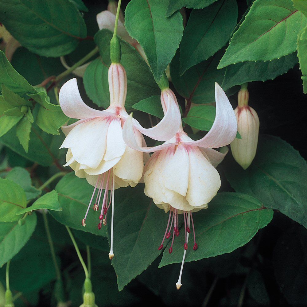 Fuchsia Annabel Bedding Plug Plant