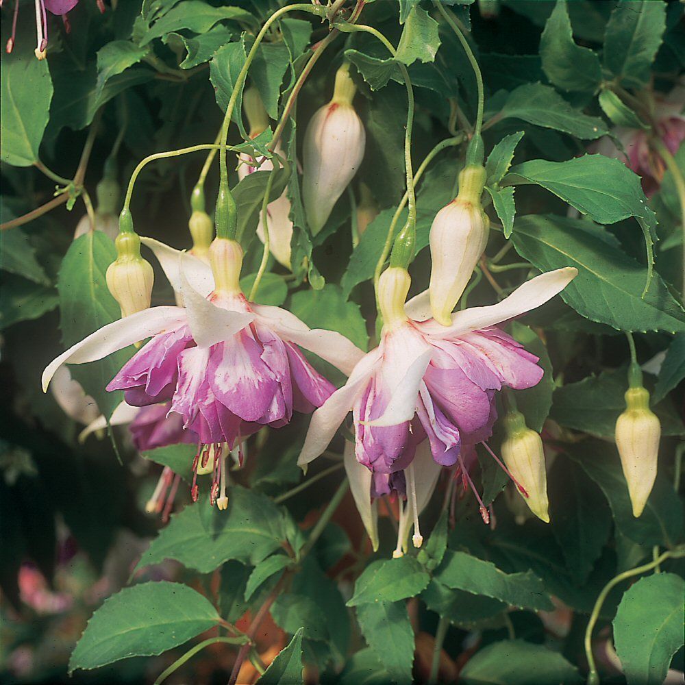 Fuchsia Blue Mirage Bedding Plug Plant