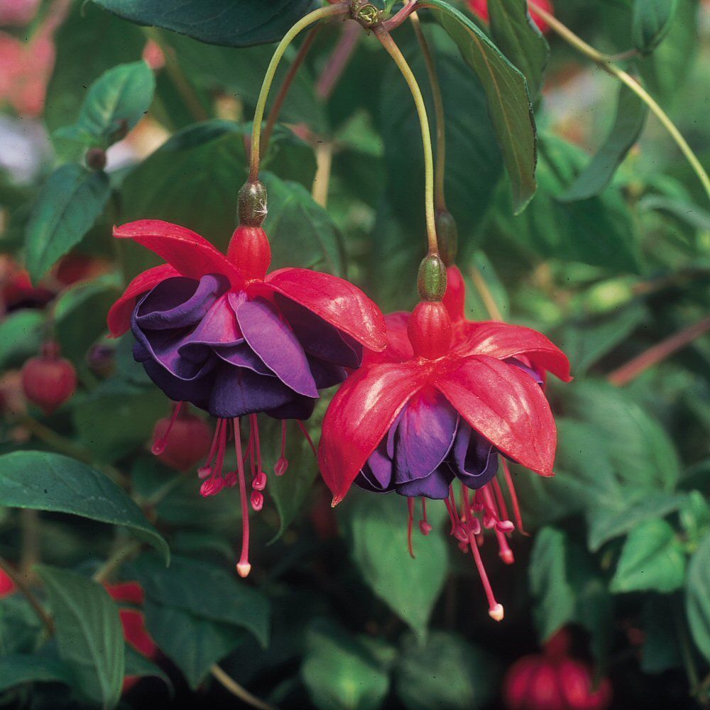 Fuchsia Dark Eyes Bedding Plug Plant