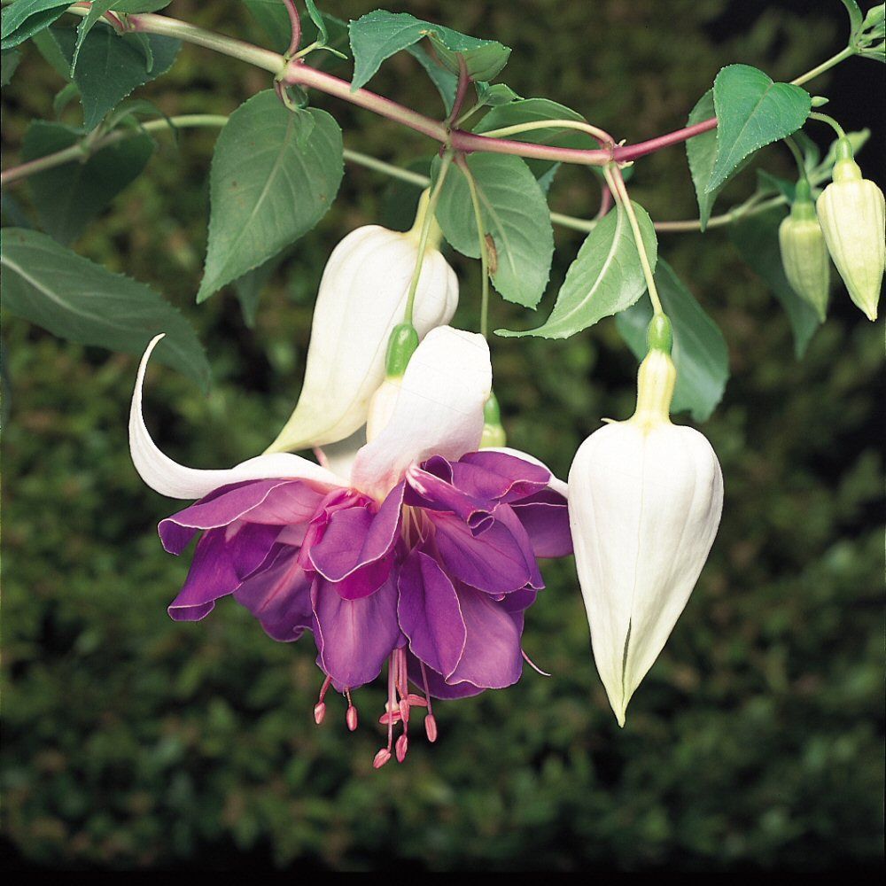 Fuchsia Deep Purple Bedding Plug Plant